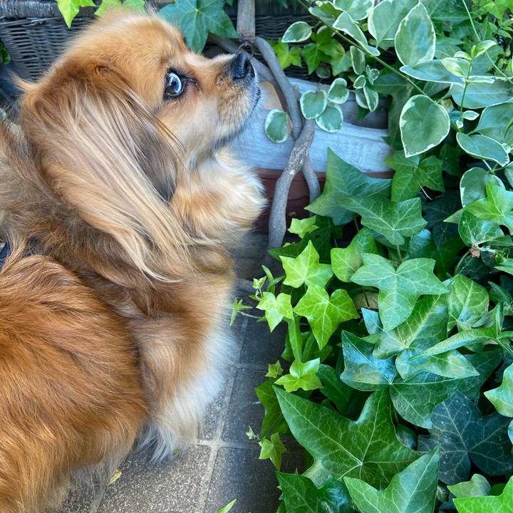 Df8fcfa3 7a0c 42d4 8245 f4ef31977551 1589232828903