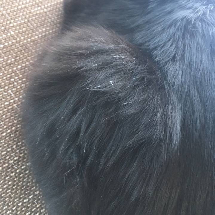 Df97a5fa 12a0 4838 b0c7 7d7c086ee75e 1517527880139