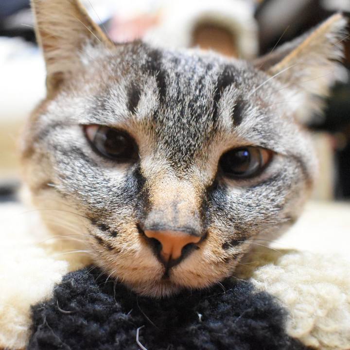 Dfab1217 580e 4af1 82dd 691a3f0cdbfb 1557404911715