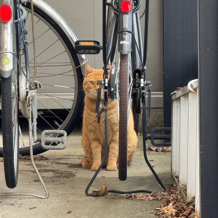 Dfb32173 6daf 4912 ab27 f761c4c0a29f 1762828003995