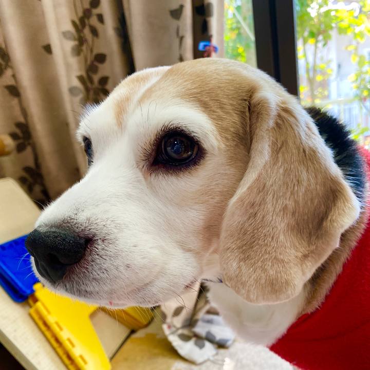 Dfb33686 e901 4366 bcd9 4d18bcd927f1 1585196414480