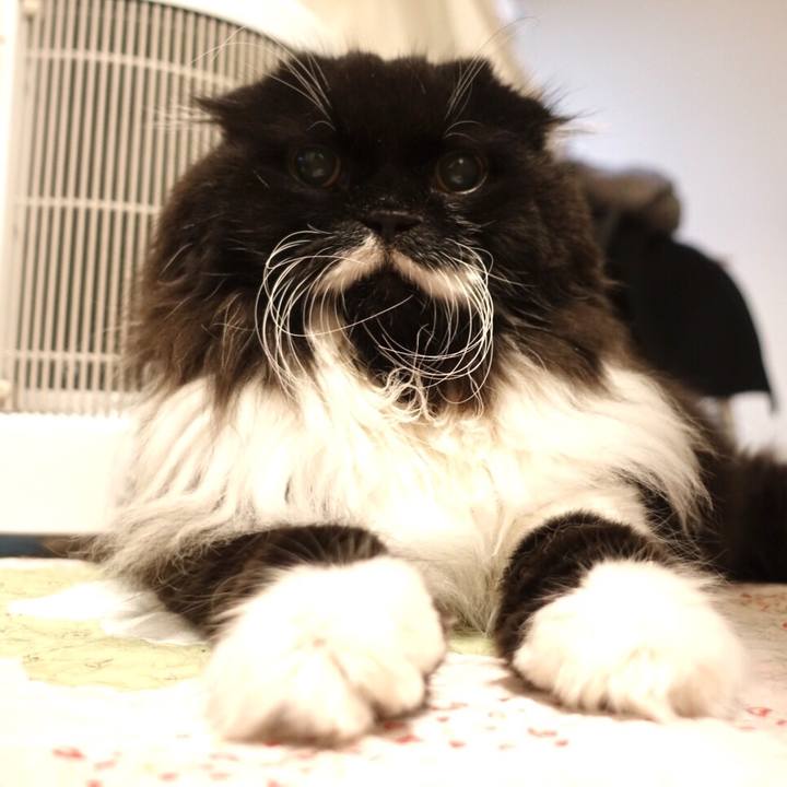 Dfb7704d cb5c 414c b907 f4610ea3cf33 1546246270899