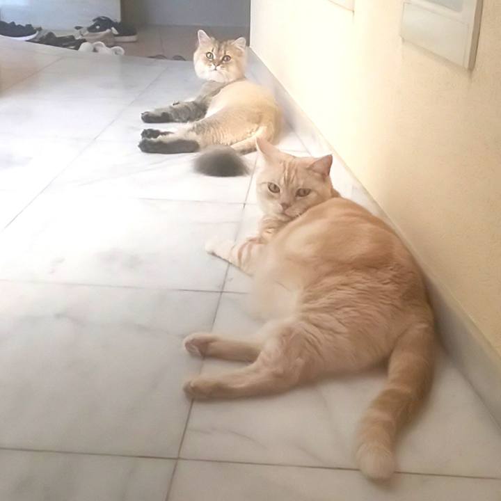 Dfb9bdb0 d9e4 4792 aac9 61f49d1f18c5 1596578101063