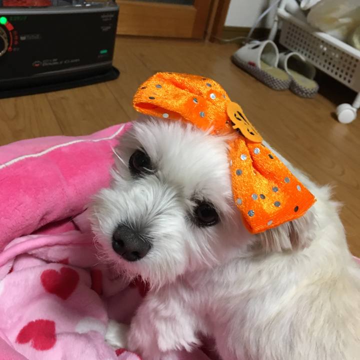 Dfbbef64 1c34 435e bbac c8170cbefa72 1540974093579