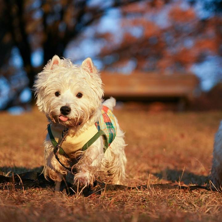 Dfbc0417 d0d9 45b1 809c 80fb7204d7ff 1512479465920