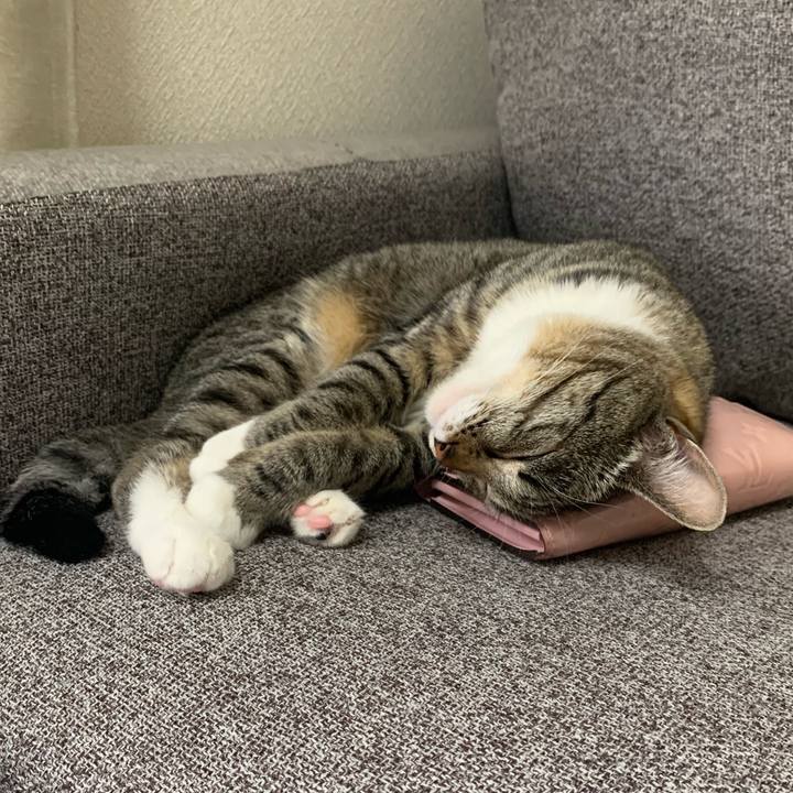 Dfc006f4 e0ce 4c12 80db a8e7a3b3eefd 1564033605125