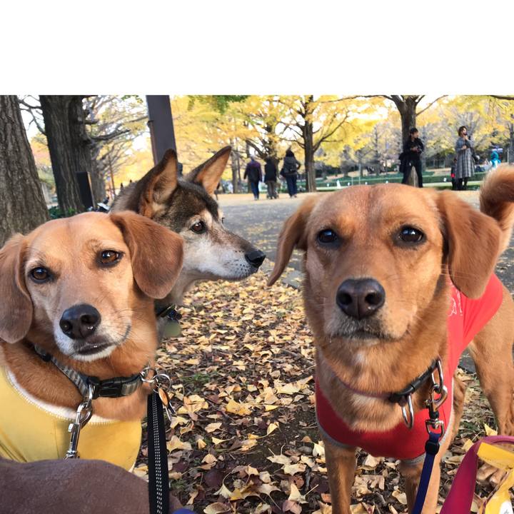 Dfc87620 278f 44cd bc3e 5b13d4338c94 1542792437113