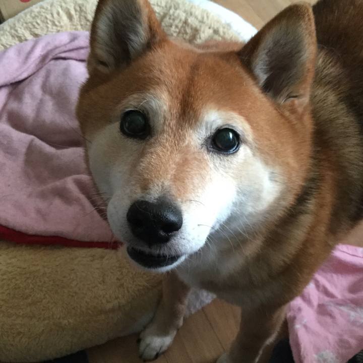 Dfc88b4f 39bf 47eb 8406 4def2053d66e 1588850335080