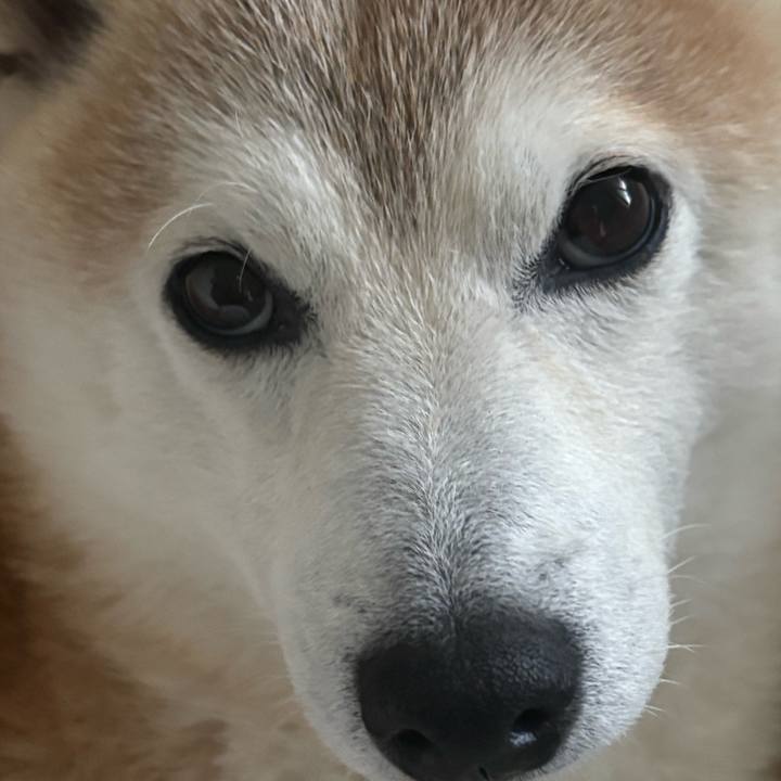 Dfc9476e 0a5a 47da a98c f08db6b8b7c1 1743197399402