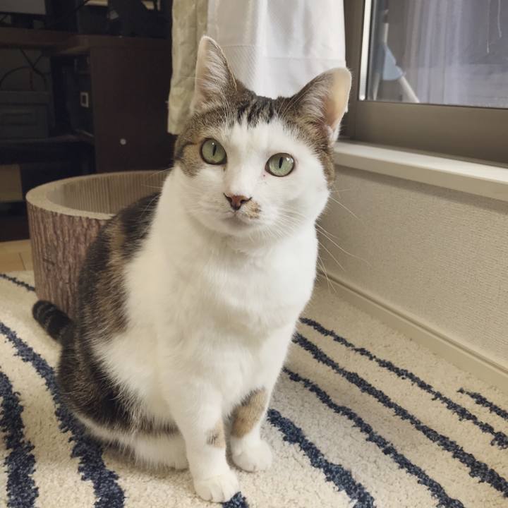 Dfce150c 7cd8 4fa4 9dc1 4a840dcba3b7 1540452509164