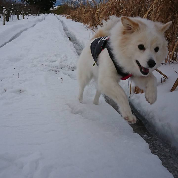 Dfd28418 fca1 4a32 8aae 5c10a413e2c8 1515107051385