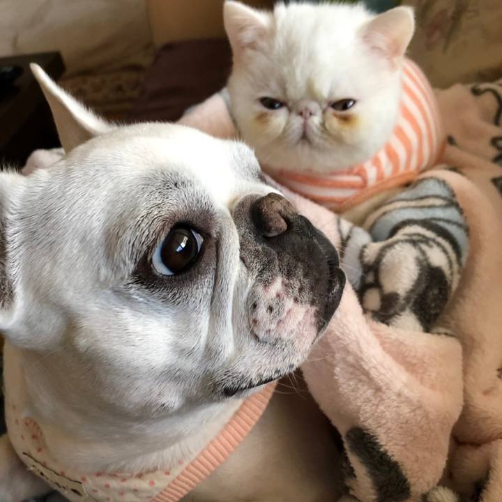 Dfd2f4ff fadf 4099 9e97 01cc690b9bd8 1545832390039