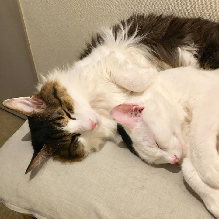 Dfd4c90f f607 408c a314 bd596c6a2f56 1537587098439