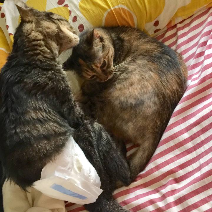 Dfd7a5db c2df 4883 8d93 46f1e1ba7d20 1534632829488