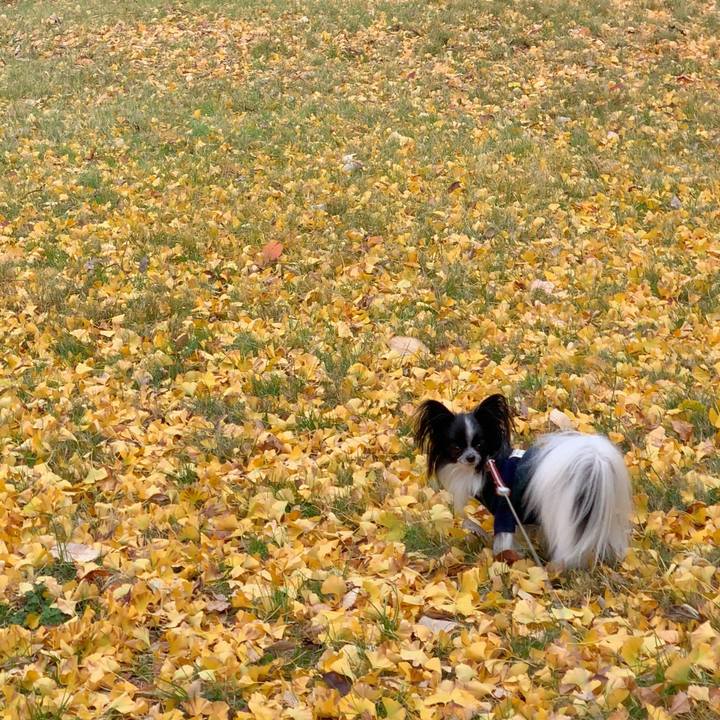 Dfde63dc fc88 4d54 a3f3 c951cc7cebf4 1543720382755