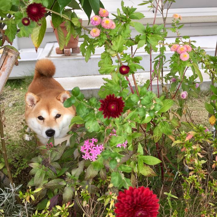 Dfe0fade 4135 450d b2f1 df12dae27b1e 1510749213330