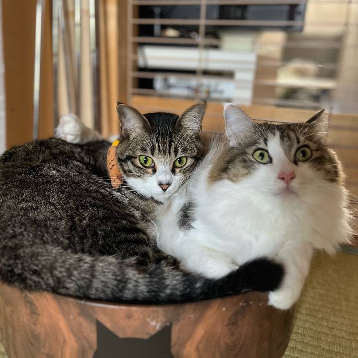 Dfe11623 9950 47d7 9619 552f236a6a79 1759625493375