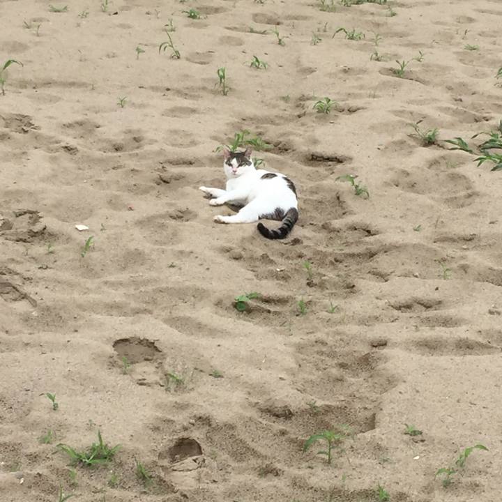 Dfe1c1ce f2f4 471f a10f e541eb1c20e2 1531552985654