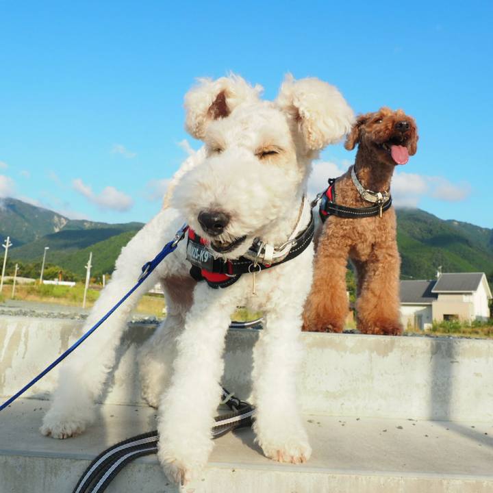 Dfe4f0c6 dc4f 4e5e 90c0 ce30431d6a9d 1533941736229