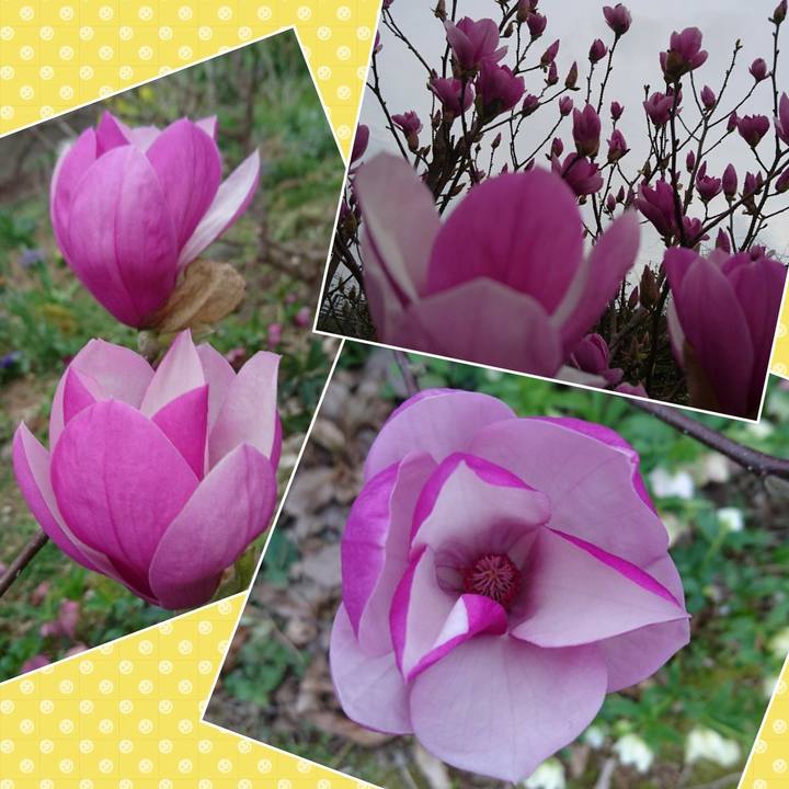 Dfe79d26 5c2a 46e3 9031 9751f4c84237 1521374415392