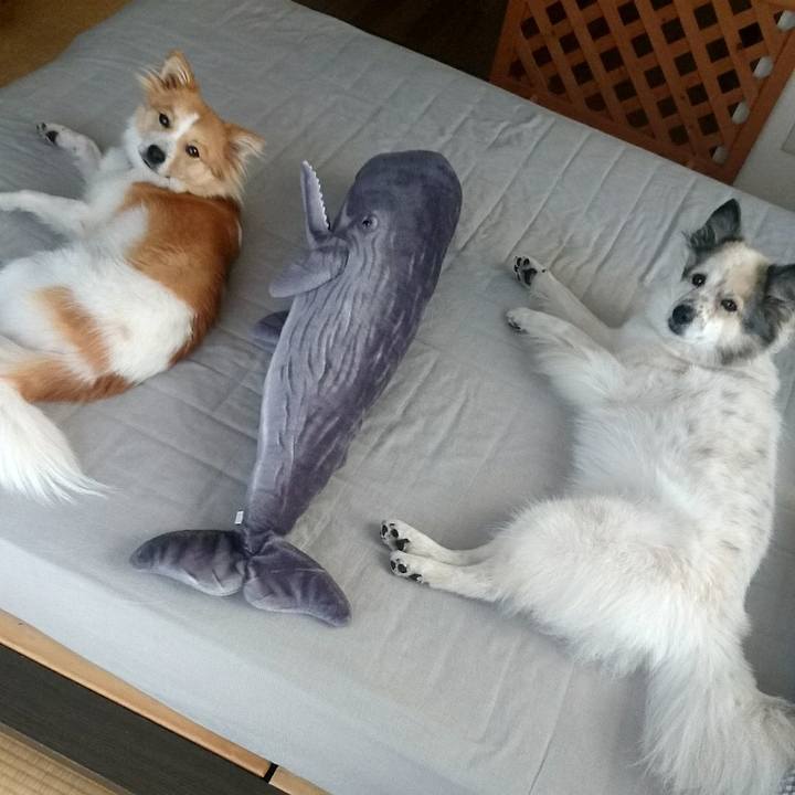 Dfe9baf4 3bd2 45c3 9094 ba4404278be7 1600515847547