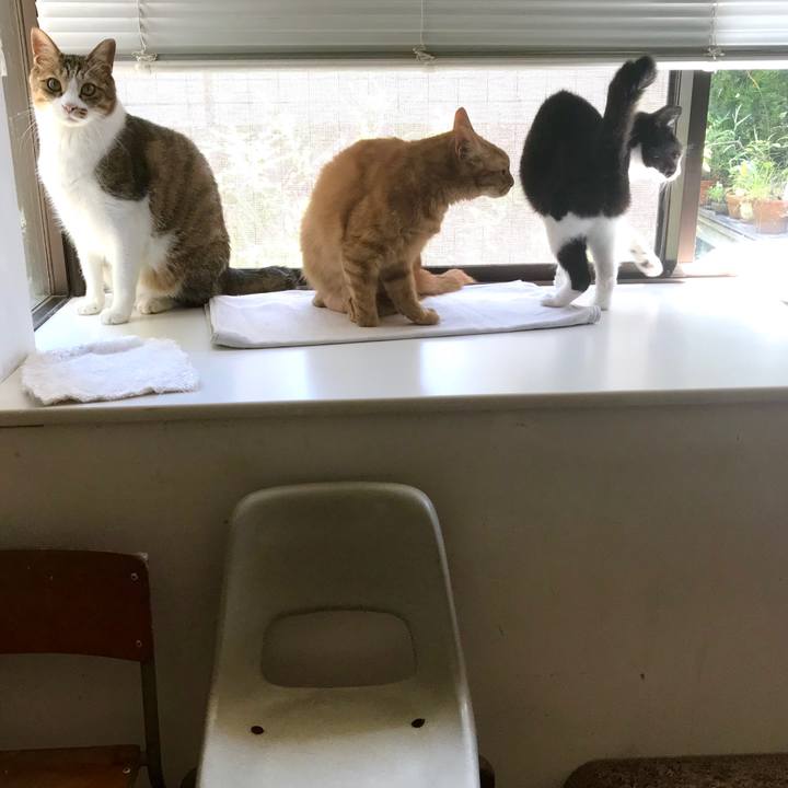 Dfe9fb6e fc9c 4734 8c38 a7def5b95537 1533195422673