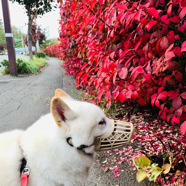 Dfea90ed 6a79 4cfe bcdc 6654833d5239 1603951956141