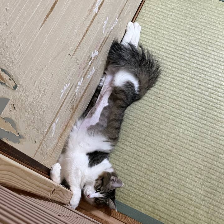 Dfec4e5c 5271 4347 a0e1 6c5a7ecea354 1699327898747