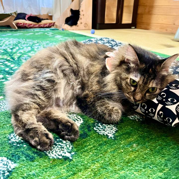 Dfed4535 935a 42bb 93da 192e32afdaa3 1722578465530