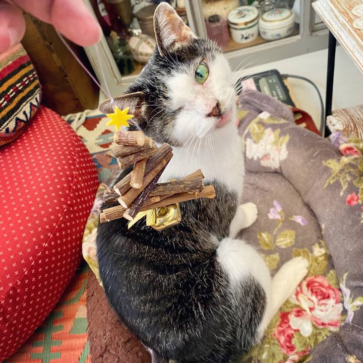 Dff16919 7128 4454 ac67 a43a56d53088 1640399540902