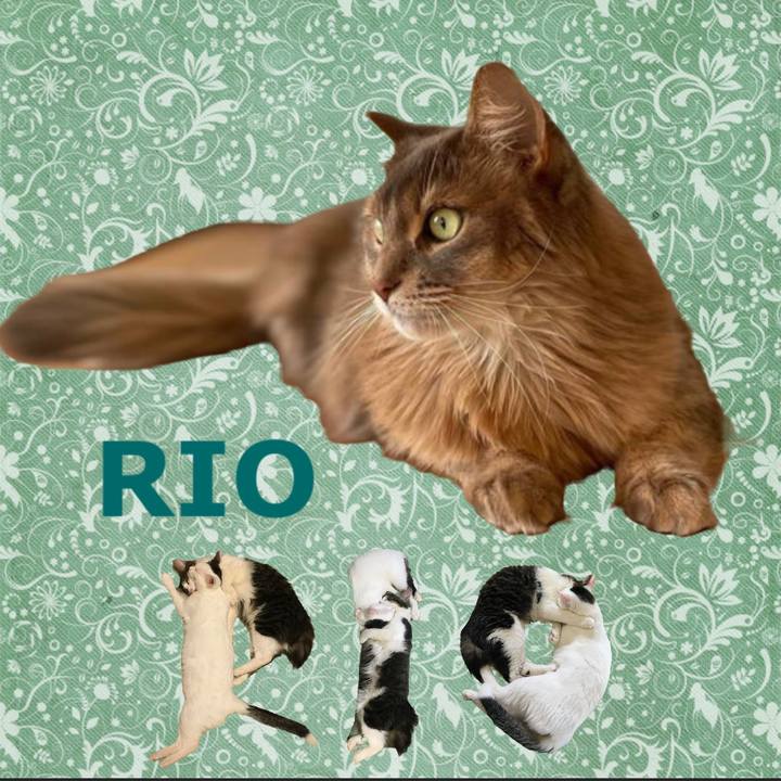 Dff54aed 447d 456b 9b6a 53ae2530b61e 1667564611379