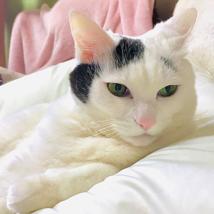 Dff7a992 c780 4cff b2af 34a4096cf6ec 1586145099697