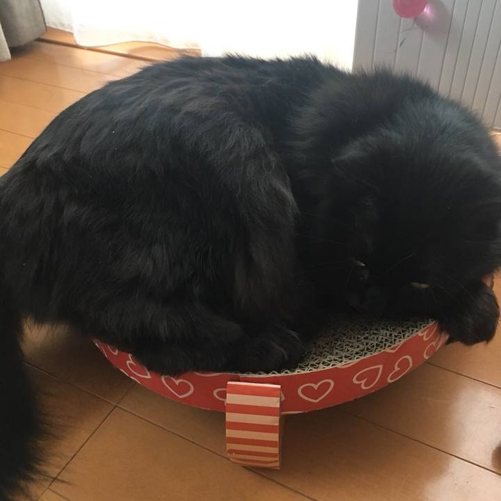 Dff7fc45 41e5 4f05 86ea b9b86967ae57 1548322633696