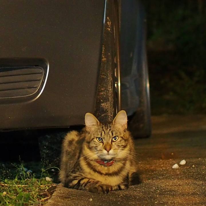 E003bac5 1788 41c2 9de7 f676c1cb31b1 1537400523348