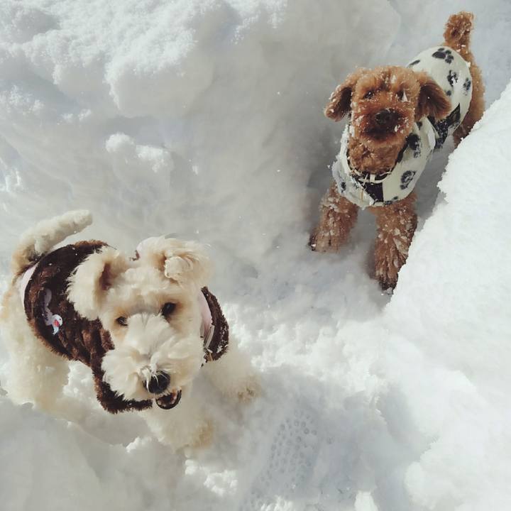 E0040abe a743 4d4a ac50 af164ba53db7 1517054694835