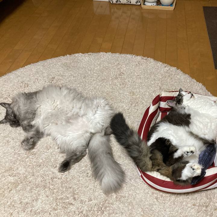 E00c2a05 c080 4f55 afe7 ae6517d0557f 1707697751910