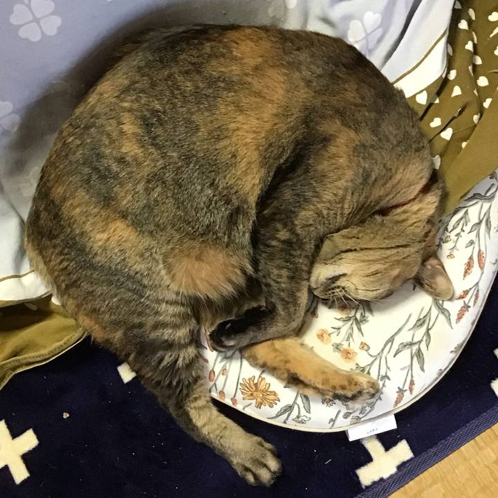 E00f56e5 0457 452f 9abd 0248ba0d66d0 1709358622775