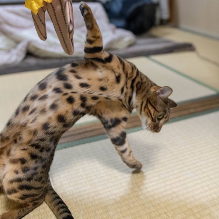 E010e15c 8204 4c9f a61c 466b9472691c 1517925345245