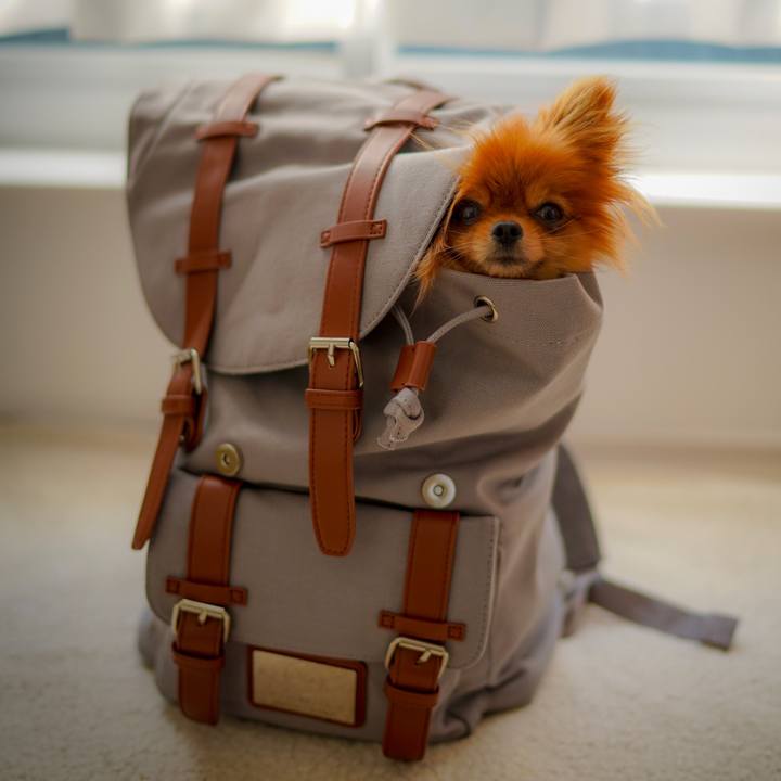 E012bd0a d655 4063 a7da bd4617ac4303 1548150588288