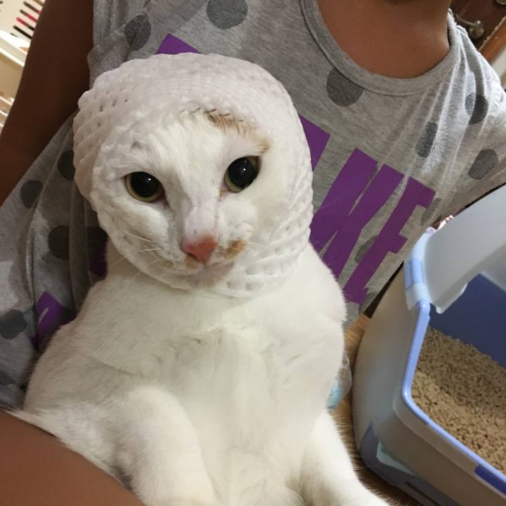 E015a464 04d4 4de6 8540 4f4564742144 1532443069924