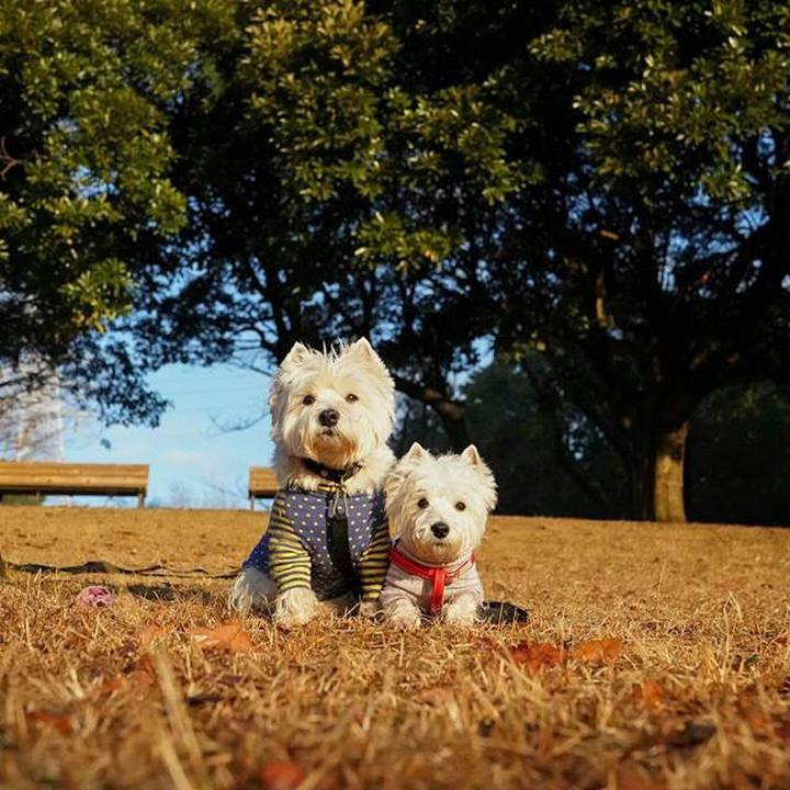 E0188cfd 735e 462c b24e 9af733c15c26 1514208597092