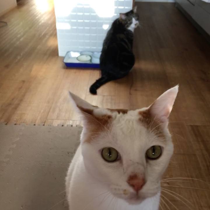 E01f99ca 9cfa 417e 981f ccd6e1234188 1514590180579