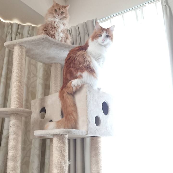 E0200ae4 7d57 475e 96eb cfa6d4d0dfa4 1548298081535