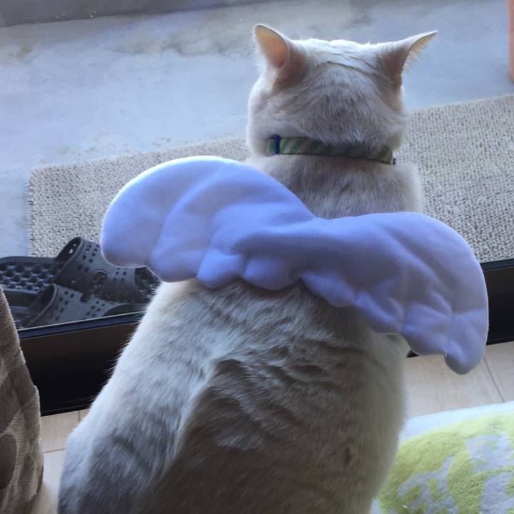 E022d7cb dd43 42e9 b7fc 9de958f373cd 1522390628047