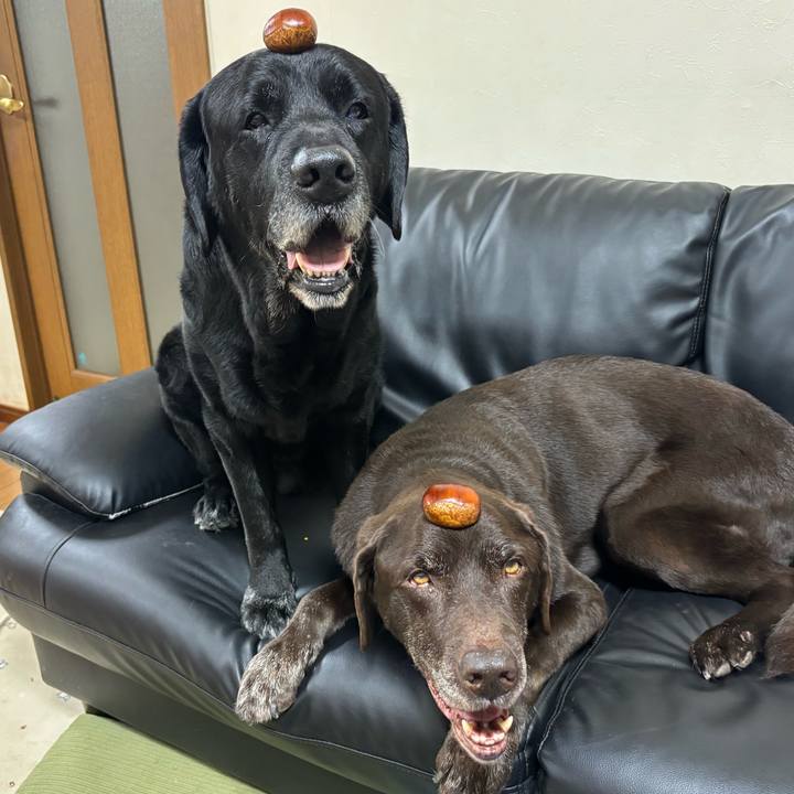 E024015b 17a0 4eb6 8447 6f2d4f0f4b06 1758111781554