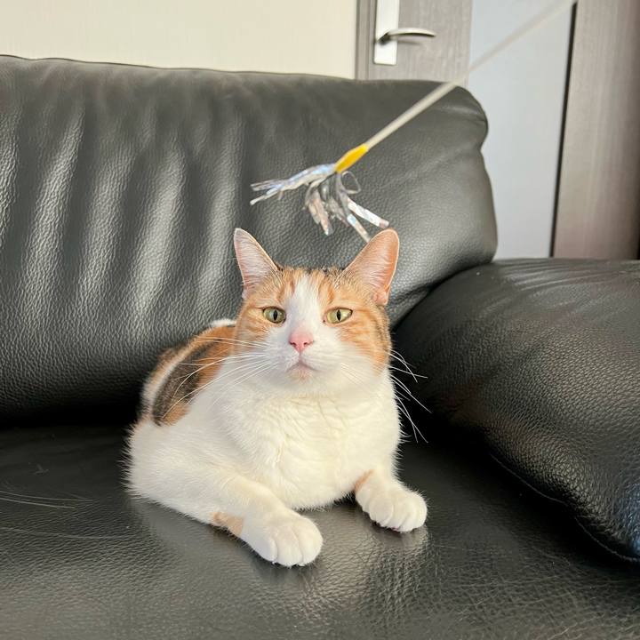 E0298745 53e3 4202 8e41 b51333ce4407 1772682171471