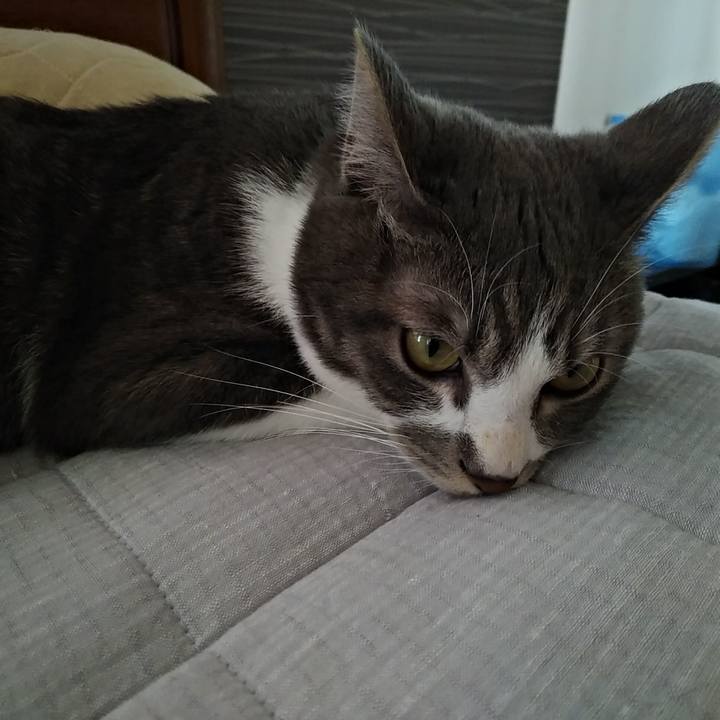 E0318fe1 7f2a 47f7 8aae e355dd1c7402 1587429463553