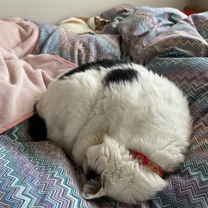 E032c7d6 1568 4287 97a6 e9365af7785a 1619748012202