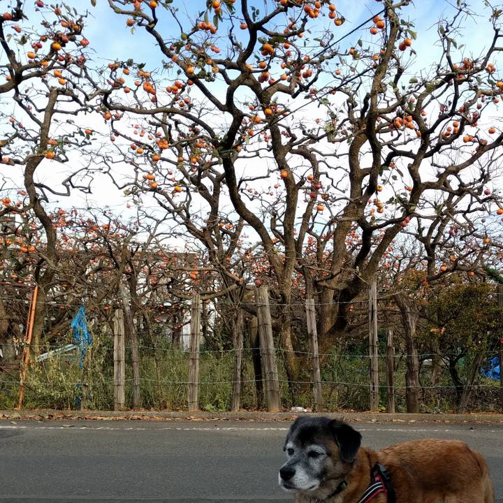 E032e2de 8aaf 452c 99cc 3436c2ba5d28 1540946764965