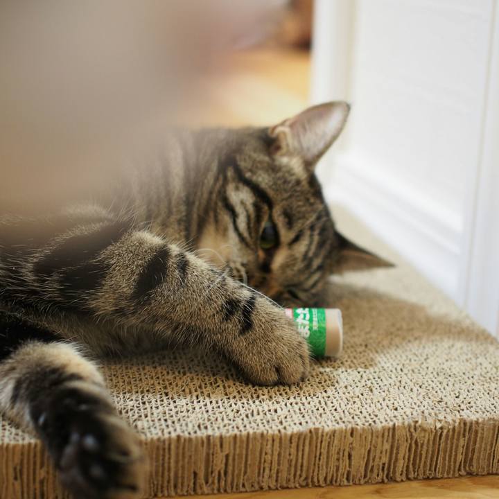 E033256f 964f 41a2 8aa1 3b795849a201 1538315907177